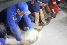 Ratusan Hewan Liar “Serang” Permukiman Penduduk
