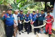 Ular Piton Sepanjang 3 Meter Menelan Ternak Warga
