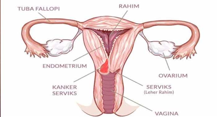 Pap smear