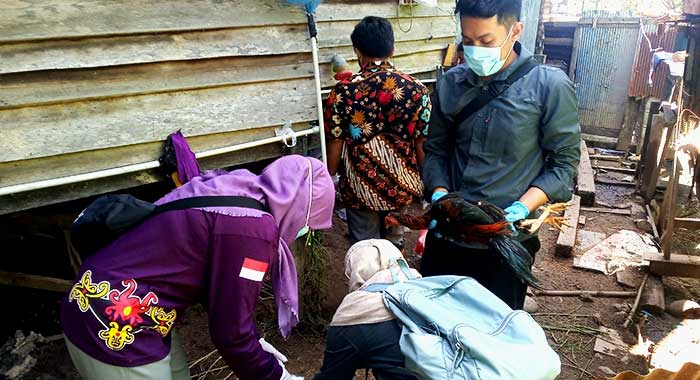 Antisipasi Penularan Flu Burung, DKP3 Bontang Wanti-Wanti Peternak Lapor Bila Ada Unggas Mati