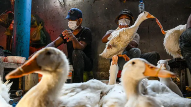 WHO Mengonfirmasi Kasus Flu Burung H9N2 Kedua pada Anak di India