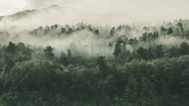 Kampanye All Eyes on Papua Viral, Soroti Ancaman Deforestasi oleh PT Indo Asiana Lestari