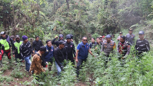 Penemuan 59 Titik Ladang Ganja di TNBTS: Kronologi dan Klarifikasi